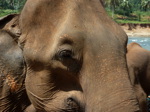 "Orphelinat des éléphants" de Pinnewala