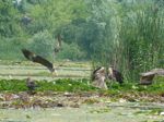 Les aigles y sont chez eux