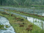 Les "jardins flottants" permettent de cultiver à la surface de l'eau