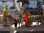 Udaipur. Rajasthan