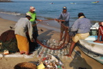 Tri des poissons sur la plage