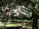 La végétation est également spectaculaire comme dans les jardins botaniques de Peradeniya