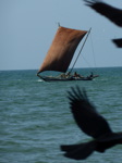 Bateau traditionnel à Negombo